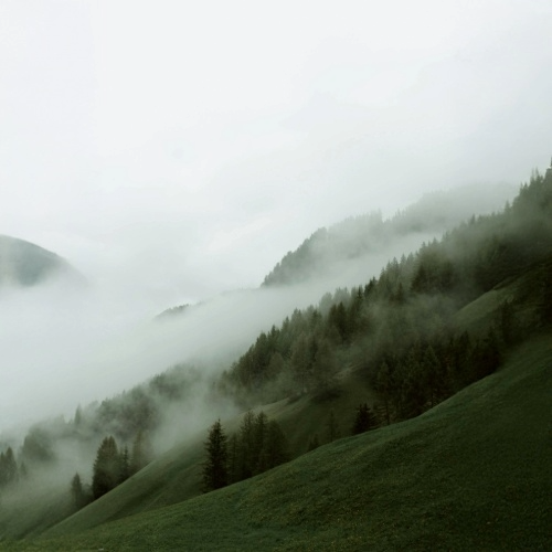 Fog rolls over a grassy mountainside with scattered trees.