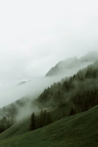 Fog rolls over a grassy mountainside with scattered trees.