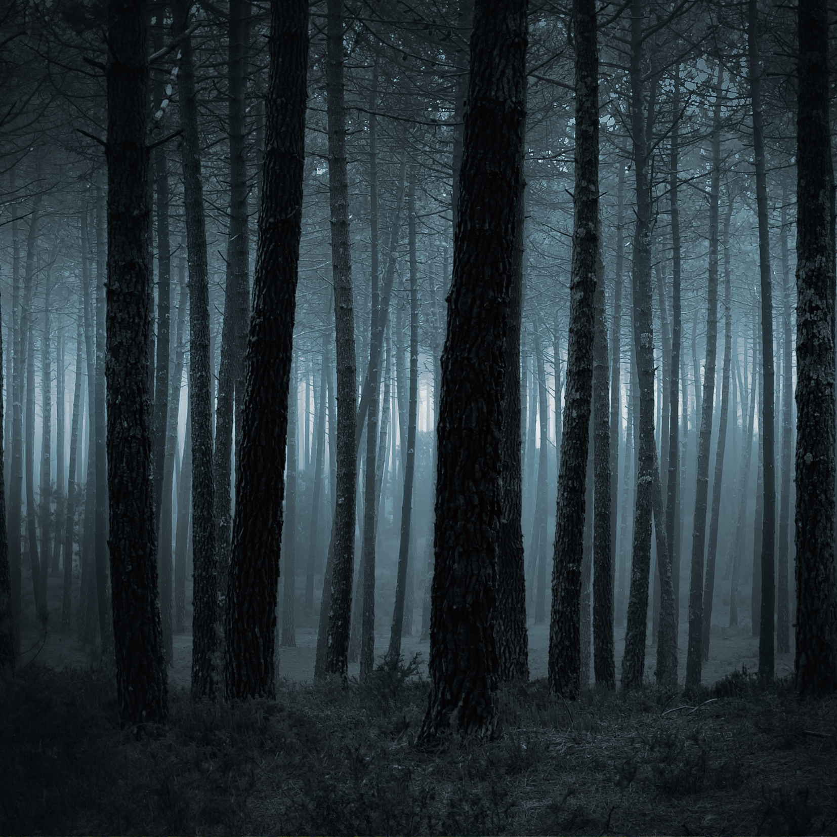 DarkForest A dark forest by Zacarias da Mata on Adobe Stock